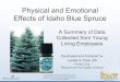 Physical and Emotional Effects of Idaho Blue Spruce ... Libido Libido Sexual Stamina Sexual Stamina