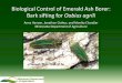 Biological Control of Emerald Ash Borer: Bark sifting for ...Collecting the Bark • Collect bark in field, sift in lab • Select live ash trees showing signs and symptoms of EAB