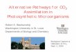 Alternative Pathways for CO2 Assimilation in ......Summary of R. denitrificans • Metabolic studies of carbohydrate metabolism, carbon fixation, and amino acid biosynthesis in . R