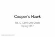 Cooper’s Hawk · Cooper’s Hawks live near the edge of a forest near river or stream. Diet. Mammals are common in the diet of Cooper's Hawk. Cooper’s hawks eat mammals chipmunks,