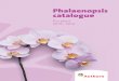 Phalaenopsis catalogue - Anthura · 2015 / 2016. General conditions #NN QWT QHHGTU CITGGOGPVU CPF FGNKXGTKGU YKNN DG EQPENWFGF CEEQTFKPI VQ ... challenge to further enhance our well