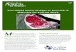 Texas Adapted Genetic Strategies for Beef Cattle IX ... · Beef Cattle XI: Marker Assisted Selection for Beef Improvement. Most breed associations have EPD for car-cass weight. Some