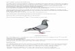 91 BICC MERIT AWARD WINNERS 2014 · BICC MERIT AWARD WINNERS 2014. The BICC Merit Awards {Certificate of Merit} are awarded to the pigeons that have at least three top fifteen Open