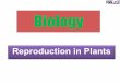 Reproduction in Plants - Pinnacle online coaching · sexual reproduction new plants are obtained from seeds. •Asexual reproduction new plants are obtained without production of