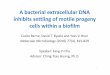 Abacterial extracellular DNA inhibits settling of motile ...cthuang.bst.ntu.edu.tw/seminar/00BST4005slides/1001ChuFang-Yi-ppt.pdfAbacterial extracellular DNA inhibits settling of motile
