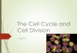 The Cell Cycle and Cell Division - Okanagan Mission Secondary€¦ · Chapter 7 The Cell Cycle and Cell Division ... Cell division is important in growth and repair of multicellular