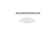 NEUROCRANIUM · PDF file 2019-10-23 · SHAPE OF THE SKULL -differs from species to species -the viscerocranium (splanchnocranium) is larger than the neurocranium a. NEUROCRANIUM: