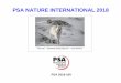 PSA NATURE INTERNATIONAL 2018 · PSA Gold Guek Cheng LIM FOOD 4 Malaysia PSA Silver Koon Nam CHEUNG, MPSA2, EFIAP, ARPS SNOWY OWL A16 Hong Kong PSA Silver Graeme GUY, EPSA FEEDING