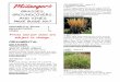 ORNAMENTAL GRASS 1 GROUNDCOVERS 7 VINES 16 Grasses...unlike many other ornamental grasses. $9.99 2.75 Qt./2.6 l. a. ‘Karl Foerster’ wheat; flowers ESU 36”-60” in seed, 18-24”W