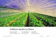 Hydroponics study - ESAA · This presentation contains forward-looking statements (within the meaning of the U.S. Private Securities Litigation Reform Act of 1995) concerning the