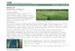 Plant Guide€¦  · Web viewIt has been grown all around the world, and its precise origin is unknown (Harlan, 1979). Barley may have evolved from . Hordeum spontaneum, a weedy