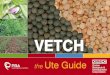 VETCH - Home - GRDC€¦ · marketing the crop. Abnormal symptoms identified in the crop can indicate a physical, nutritional, chemical or disease caused disorder, which can be initially
