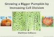 Growing a Bigger Pumpkin by Increasing Cell Division · • ACC = 1-Aminocyclopropane-1-carboxylic acid • 1-Aminocyclopropane-1-carboxylic acid (ACC) is a disubstituted cyclic alpha-