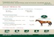 SALE RESULTS - ashs.com.au · APPROVED AUSTRALIAN STOCK HORSE SALE May 2015 SALE RESULTS 77 Lots Catalogued - 50 sold, 12 withdrawn, 15 passed in Gross: $280,950 Average: $5,619 Top