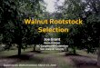 Walnut Rootstock Selectioncecontracosta.ucanr.edu/files/237206.pdf · Walnut Rootstocks in California Desired attributes Vigor ( = Productivity) Tolerant to pests and diseases, especially: