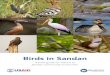 Birds in Sandan - Winrock … · PHOTO HARVINDER CHANDIGARH WIKIPEDIA PRESENT IN SANDAN BREEDING SEASON. 2 LESSER WHISTLING DUCK Dendrocygna ... It feeds mainly on water plants, as