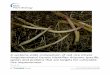 Oryza ) tissues identifies rhizome specific genes …...RESEARCH ARTICLE Open Access A systems-wide comparison of red rice (Oryza longistaminata) tissues identifies rhizome specific