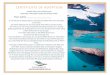 Certificate of adoption · The Adopt a Whale Shark project is a collaboration between South West and North West Tourism operators Busselton Jetty, Live Ningaloo, Ningaloo Whaleshark