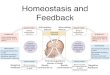 Homeostasis and Feedback - Penguin Prof Pages · Components of a Feedback Loop 1. Sensors (receptors) monitor the variable 2. Integrators compare the sensor information to the setpoint