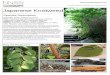 Produced by Olaf Booy, Max Wade and Vicky White of RPS ... · Produced by Olaf Booy, Max Wade and Vicky White of RPS Japanese Knotweed Key ID Features Species Description Scientific