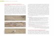 54 Indian BIrds V ubl 30 J 2020indianbirds.in/pdfs/IB_16_2_Tripathi_Koli_GreatCrestedGrebe.pdf · 54 Indian BIrds Vol. 16 No. 2 (Publ. 30 July 2020) Colour aberration (progressive