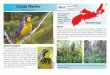 Canada Warbler STATUS - Species at Risk€¦ · The Canada Warbler is a small (12-15 cm long) songbird with a thin, pointed bill. Its underparts are bright yellow, and its upperparts