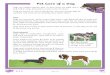 Pet Care of a Dog · 2020-06-26 · Pet Care of a Dog Questions 7. Give three main instructions on how someone should train their dog. 8. Explain in detail why dogs need watching