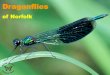 Dragonflies - norfolknaturalists.org.uknorfolknaturalists.org.uk/.../2016/12/Dragonflies.pdf · This is one of the rarest dragonflies in Norfolk, being known from only one site in