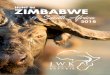 HUNT IN ZIMBABWE · The Sengwe 1 and 2 TTL (Tribal Trust Land) hunting areas are open and adjoined to the Gonarezhou National Park, the Kruger National Park and also Mozambique, Crooks