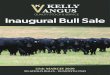 QUALITY STOCK & SERVICE Inaugural Bull Sale - Kelly Angus · well, not to mention that bullock finishers are getting great results off grass with high marbling. On sale day we will