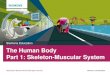 Siemens Education The Human Body Part 1: Skeleton-Muscular ... The Human Body How can a skeleton of