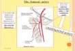 The femoral artery - Pre-Med - JU MedicineThe femoral artery 2/12/2016 In the femoral triangle, its pulse is easily felt just inferior to the inguinal ligament midway between the pubic