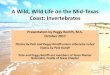 A Wild, Wild Life on the Mid-Texas Coast: Invertebrates · Presentation by Peggy Romfh, M.S. October 2017 Photos by Pete and Peggy Romfh unless otherwise noted Videos by Pete Romfh