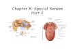 Chapter 8: Special Senses Part 2 · Middle Ear • Three auditory ossicles (bones) – malleus (hammer) – incus (anvil) ... Olfactory Receptor Cells • Bipolar neurons, each with