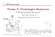 Tema 5. Fisiología Humanadpbiologia.weebly.com/uploads/2/1/5/5/21553524/gtp_t5.4_fisiologia... · Idea Fundamental: Los pulmones son ventilados de forma activa para garantizar que