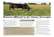 Know What’s in Your Forage...Know What’s in Your Forage T he beef industry benefits from those research and development advancements that lead to new products, technologies and