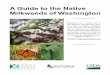 A Guide to the Native Milkweeds of Washington...A Guide to the Native Milkweeds of Washington Milkweeds are a critical part of the monarch butterfly’s life cycle. To protect monarchs