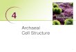 Archaeal Cell Structure - Bellarmine University Readings/Lecture... · 4.2 Archaeal cell envelopes 1. Draw an archaeal cell envelope and identify the component layers. 2. Compare