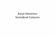 Axial Skeleton Vertebral Column - Mrs. Taylorlwcmrstaylor.yolasite.com/resources/Axial Skeleton - Vertebral Colum… · Axial Skeleton Vertebral Column . Vertebral Column •Aka Spine