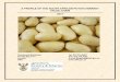 A PROFILE OF THE SOUTH AFRICAN POTATO MARKET VALUE … · 2018-06-08 · potatoes. According to FAO, a third of all potatoes are harvested in China and India. 1.2 Total production