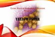 LOBAL EALTH & UNDERSERVED OPULATIONS PROGRAM · 2016-06-02 · YELLOW FEVER VIRUS •Yellow Fever Virus is an enveloped, single-stranded RNA virus that belongs to the genus Flavivirus