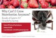 Why Can’t I Grow Strawberries Anymore? · 2018-04-02 · Why Can’t I Grow Strawberries Anymore? Results of Eastern NY Strawberry Survey. Eastern NY Fruit and Veg Conference. February
