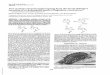 JERROLD JONESt, EISNERf, · Proc. Natl. Acad.Sci. USA Vol. 74, No. 6, pp. 2189-2193,June1977 Chemistry Newmethylcyclopentanoidterpenesfromthelarvaldefensive secretionofachrysomelidbeetle