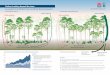 Carbon: Looking beyond the trees - Forestry Corporation · 2011-12-07 · Carbon: Looking beyond the trees n n n Key points: n Carbon makes up 50 per cent of the tree dry weight