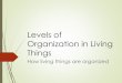 Levels of Organization in Living Things · 2019-09-18 · functions necessary for life ... Multicellular Organisms Have various levels of organization within them Individual cells