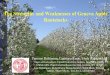 The Strengths and Weaknesses of Geneva Apple Rootstocks · - Tissue Culture to induce greater juvenility in stoolbed - Tissue Culture plants as rootstocks. Rooting of G.41 Apple Rootstock