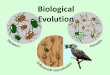 Biological Evolution - WordPress.com€¦ · What is Evolution •Evolution is descent with ... the island fruit flies to the mainland fruit flies, they will not readily mate with