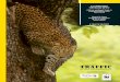Devendar S. Chauhan Samir Sinha A TRAFFIC REPORT · Devendar S. Chauhan M. K. S. Pasha Samir Sinha A TRAFFIC REPORT ILLUMINATING THE BLIND SPOT: A Study on Illegal Trade in Leopard