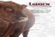 March 24, 2020 | 1 PM CST Kist Livestock | Mandan, ND · bull not taken home by the buyer sale day as we will not be responsible for sickness or injury after sale day. Joana Friesz