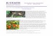 Horticulture 2015 Newsletterhnr.k-state.edu/extension/info-center/newsletters/2015/June 9 2015.pdf · Red maple, silver maple, pecan, hackberry, persimmon, white ash, green ash, sweetgum,